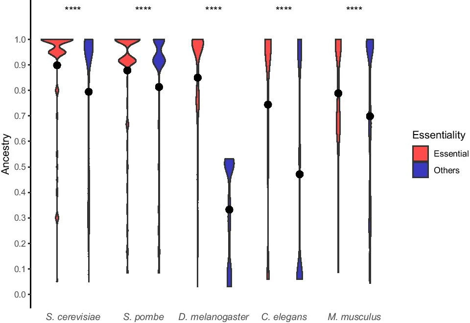 From De Souza, 2021. Ancestry distribution of essential and other genes. Values tending to 1 indicate the oldest genes and values tending to 0 indicate the youngest genes. Black dot is the mean ancestry value for each ancestry distribution. Wilcoxon test, ****p-value < 0.0001.