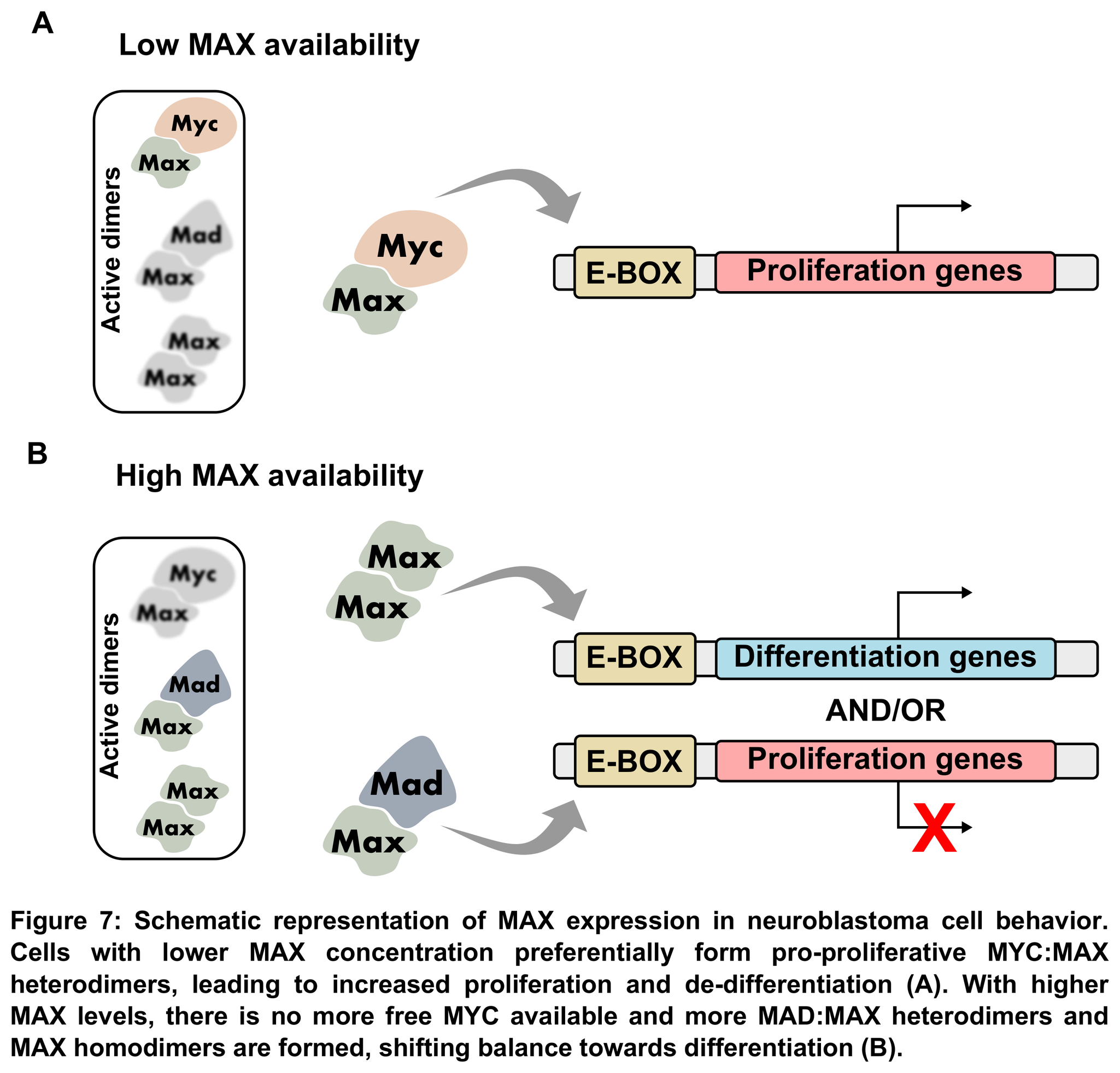 Reverse Engineering the Neuroblastoma Regulatory Network Uncovers MAX as One of the Master Regulators of Tumor Progression