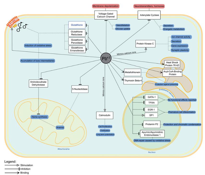 Lead-interacting proteins and their implication in lead poisoning