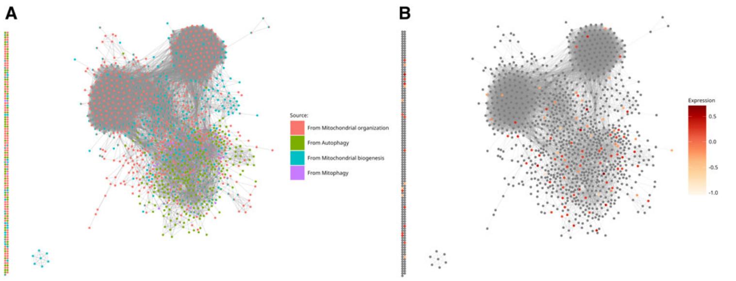 What Powers Trastuzumab's Cardiotoxicity? Decoding Mitochondrial-Related Gene Expression Through Integrative Review and Meta-Analysis in Cardiomyocytes